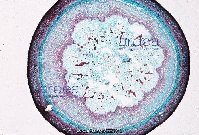 : PLANT ANATOMY - stem cross section Maple : PLANT ANATOMY - stem cross section Maple