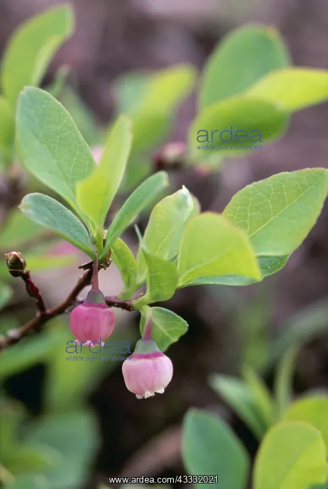 : PLANT - Black / Mountain HUCKLEBERRY, in flower : PLANT - Black / Mountain HUCKLEBERRY, in flower
