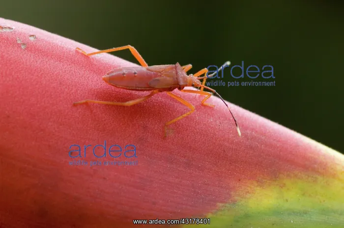 : Plant Bug (Leptoscelis pallida). Peruvian Amazon : Plant Bug (Leptoscelis pallida). Peruvian Amazon