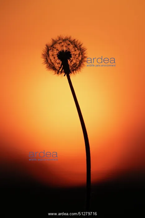 : PLANT, Dandelion, ( clock ) seed head : PLANT, Dandelion, ( clock ) seed head
