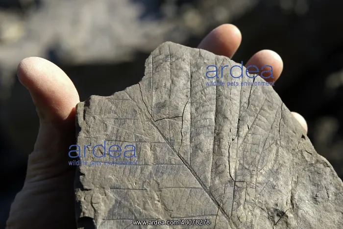 : Plant Fossils : Plant Fossils