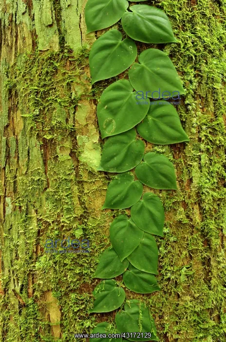 : Plant growing pinned against a tree trunk : Plant growing pinned against a tree trunk