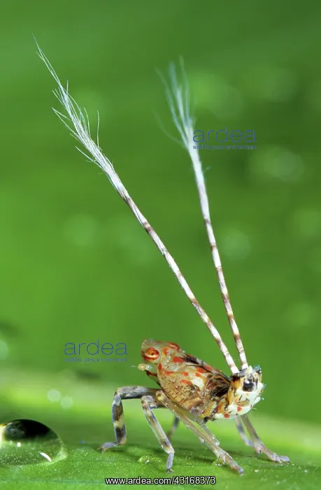 : Plant Hopper, Papua New Guinea : Plant Hopper, Papua New Guinea