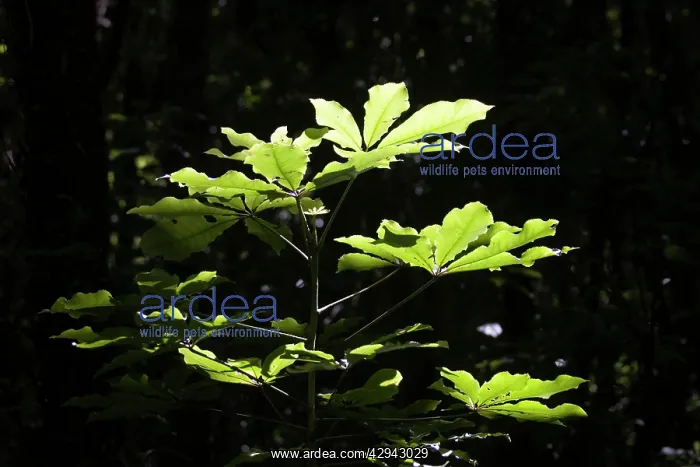 : Plant leaves backlit by sunlight : Plant leaves backlit by sunlight