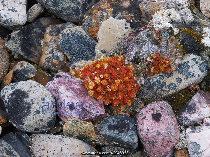 : Plant and lichen on stones : Plant and lichen on stones