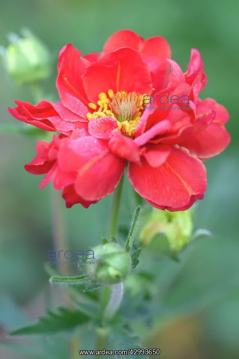 : Avens. Plant Portrait of Geum Mrs J. Bradshaw with early morning dew on : Avens. Plant Portrait of Geum Mrs J. Bradshaw with early morning dew on