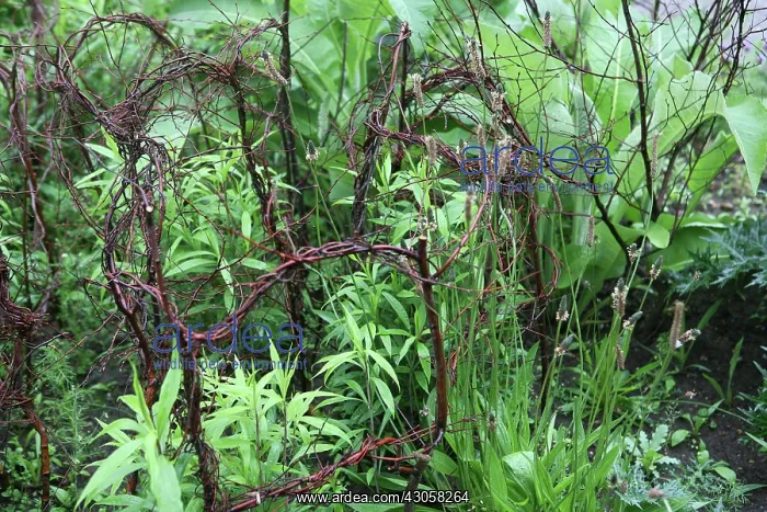 : Plant Support : Plant Support
