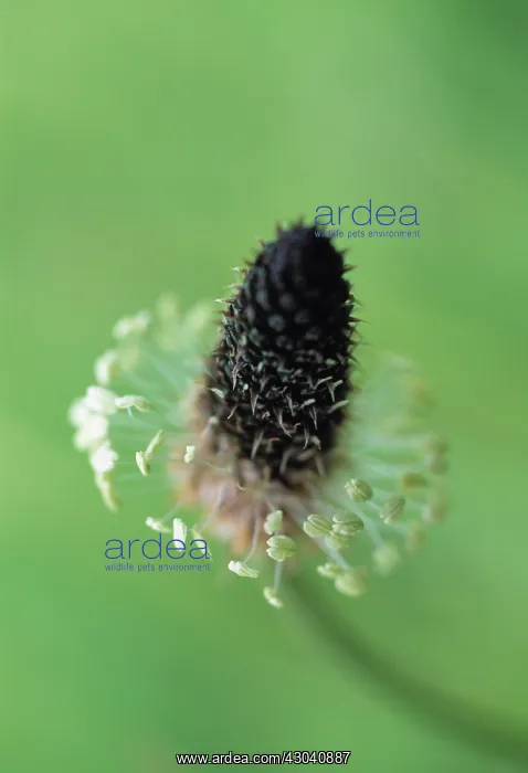 : Plantain, Ribwort, Plantago lanceolata : Plantain, Ribwort, Plantago lanceolata