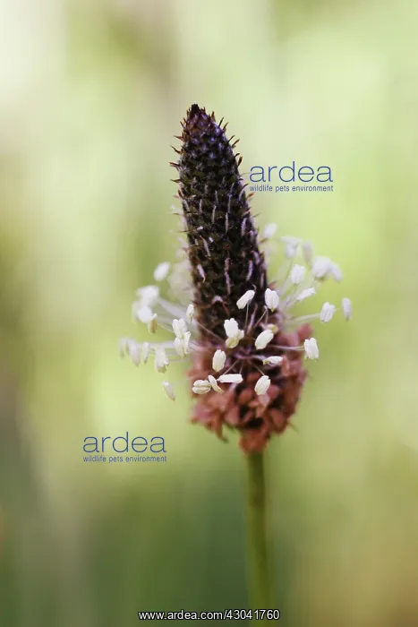 : Plantain, Ribwort, Plantago lanceolata : Plantain, Ribwort, Plantago lanceolata