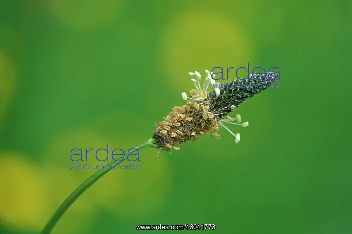 : Plantain, Ribwort, Plantago lanceolata : Plantain, Ribwort, Plantago lanceolata