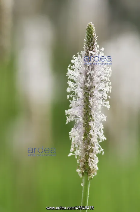 : Plantain, Ribwort, Plantago lanceolata : Plantain, Ribwort, Plantago lanceolata