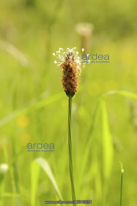 : Plantain, Plantago lanceolata, Ribwort : Plantain, Plantago lanceolata, Ribwort