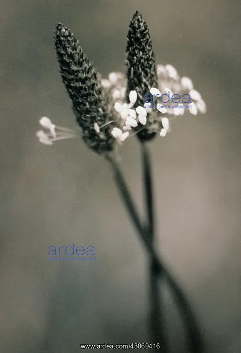 : Plantain, Ribwort, Plantago lanceolata : Plantain, Ribwort, Plantago lanceolata