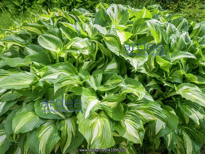 : Plantain Lily, Hosta undulata Medio Variegata, foliage : Plantain Lily, Hosta undulata Medio Variegata, foliage