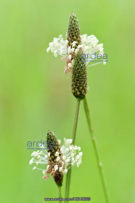 : Plantain, Ribwort : Plantain, Ribwort