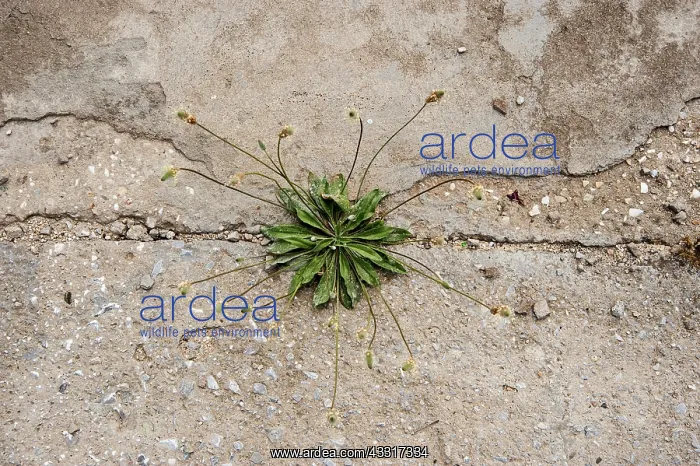 : Plantain, Ribwort plantain, Plantago lanceolata : Plantain, Ribwort plantain, Plantago lanceolata