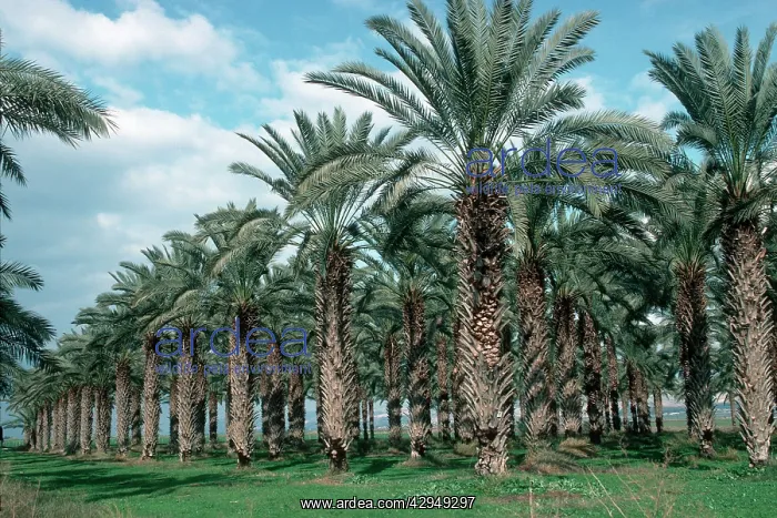 : Plantation of date palms in Jordan Valley : Plantation of date palms in Jordan Valley
