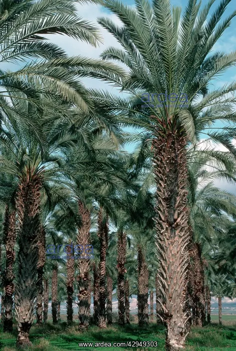 : Plantation of date palms in Jordan Valley : Plantation of date palms in Jordan Valley