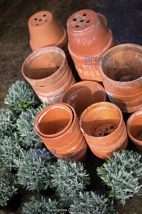 : Plantation of Lavenders in a garden in Provence : Plantation of Lavenders in a garden in Provence