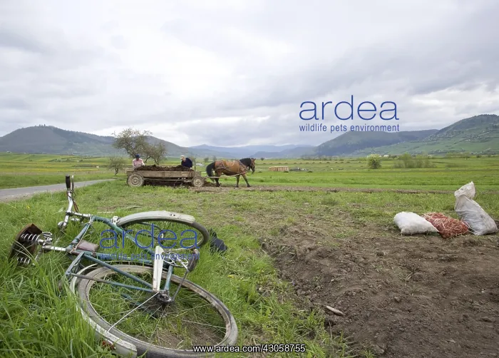 : Plantation of potatoes with a horse Romania : Plantation of potatoes with a horse Romania