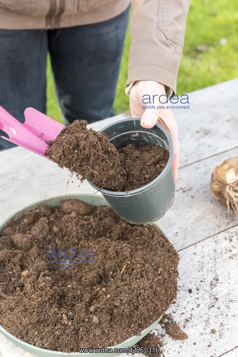 : Plantation step by step of Amaryllis by a woman : Plantation step by step of Amaryllis by a woman