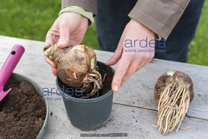 : Plantation step by step of Amaryllis by a woman : Plantation step by step of Amaryllis by a woman