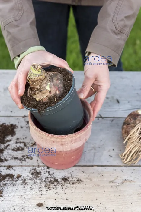 : Plantation step by step of Amaryllis by a woman : Plantation step by step of Amaryllis by a woman