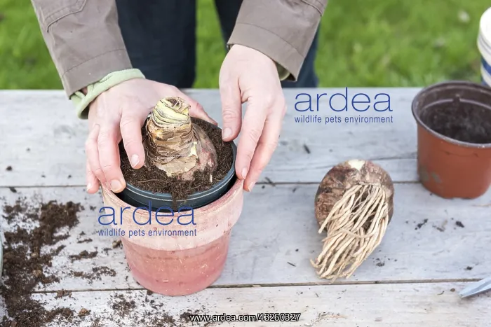: Plantation step by step of Amaryllis by a woman : Plantation step by step of Amaryllis by a woman