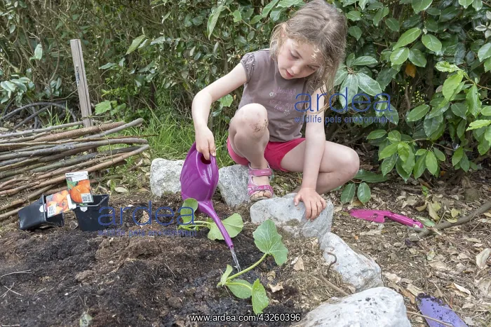: Plantation step by step of squashes by little girls : Plantation step by step of squashes by little girls