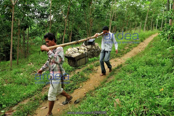 : Plantation workers carrying latex from rubber tree : Plantation workers carrying latex from rubber tree