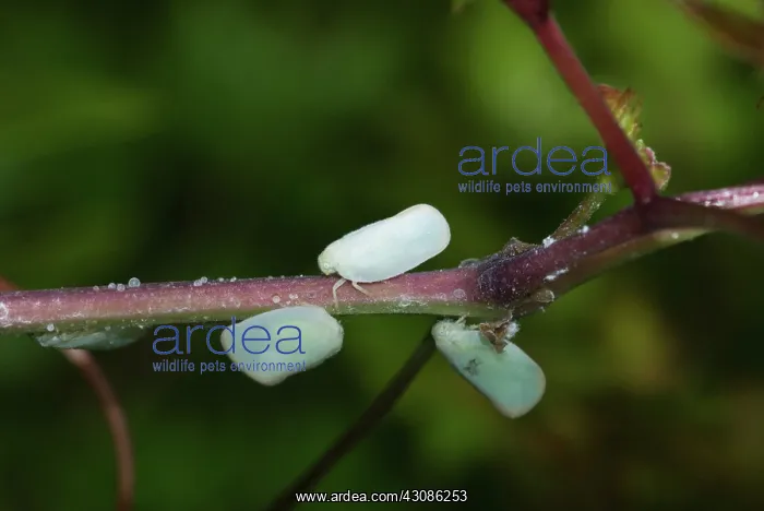 : Planthopper : Planthopper