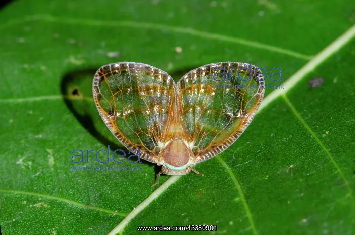 : Planthopper : Planthopper