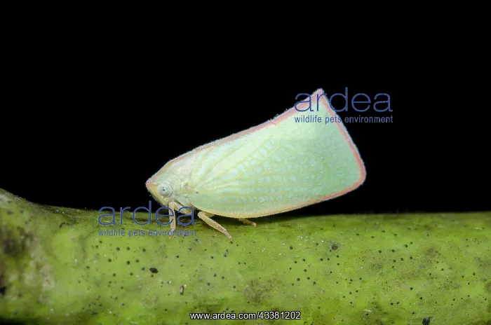 : Planthopper : Planthopper