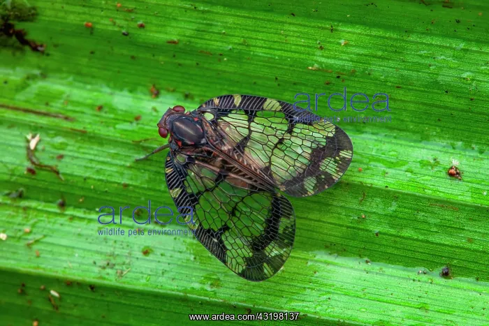 : Planthopper (Nogodina reticulata) on a leaf, Saut : Planthopper (Nogodina reticulata) on a leaf, Saut