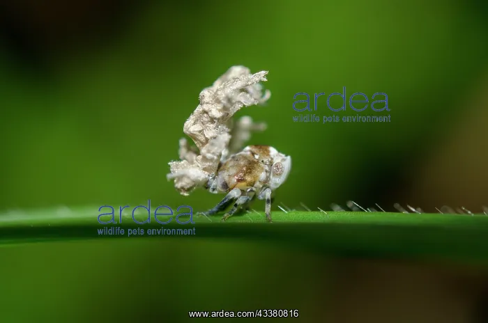 : Planthopper nymph : Planthopper nymph