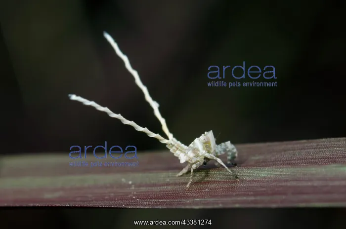 : Planthopper nymph : Planthopper nymph