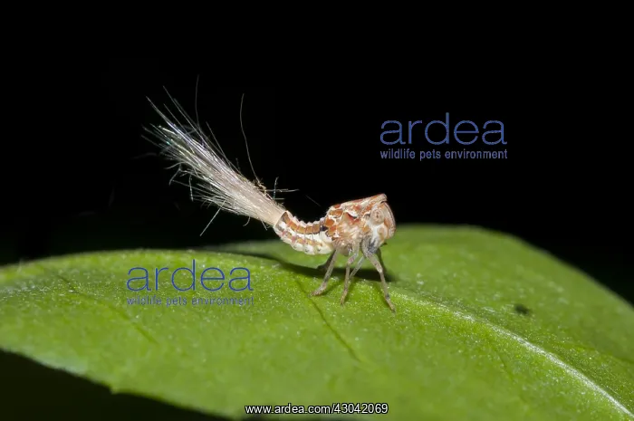 : Planthopper Nymph - with waxy extrusions for camouflage : Planthopper Nymph - with waxy extrusions for camouflage