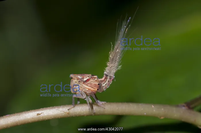 : Planthopper Nymph - with waxy extrusions for camouflage : Planthopper Nymph - with waxy extrusions for camouflage