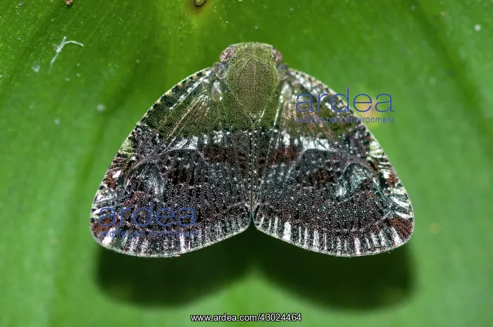 : Planthopper Planthopper on leaf Klungkung Bali Indones : Planthopper Planthopper on leaf Klungkung Bali Indones