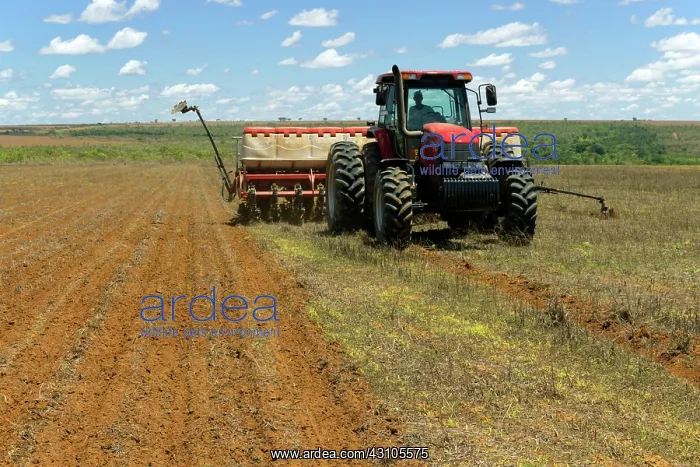 : Planting Corn in Brazil : Planting Corn in Brazil
