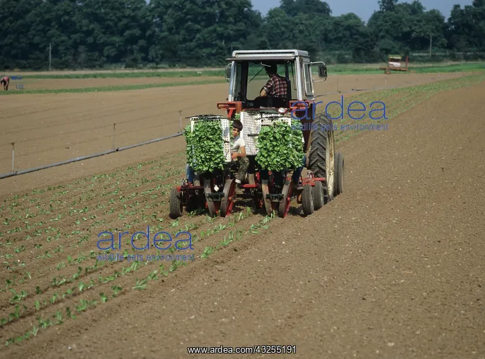 : Planting lettuce seedlings : Planting lettuce seedlings
