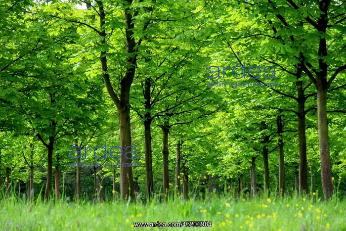 : Planting young chestnut trees, Eichenzell, Hesse : Planting young chestnut trees, Eichenzell, Hesse