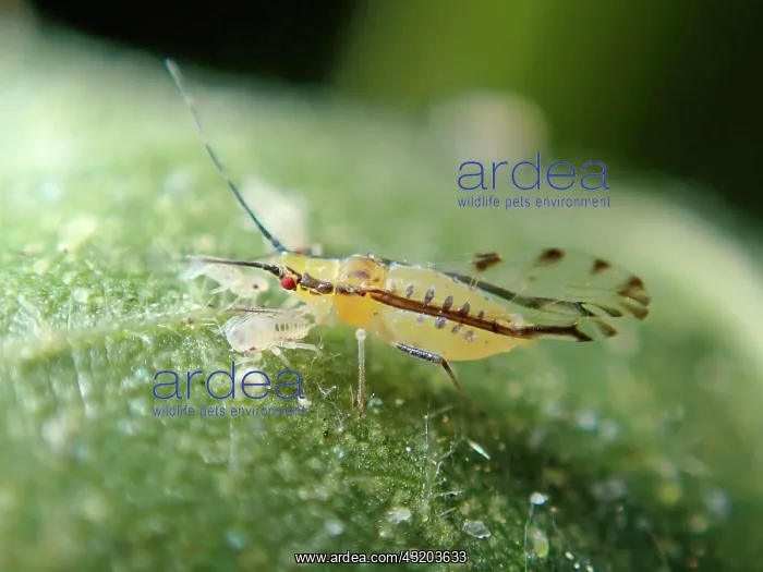 : Plantlouse (Aphididae), juvenile and adult with : Plantlouse (Aphididae), juvenile and adult with