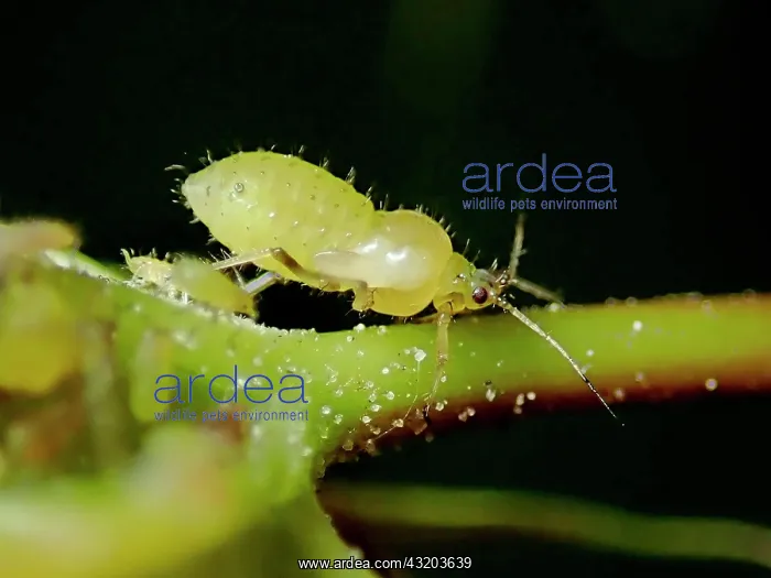 : Plantlouse (Aphididae), pest, Germany, Europe : Plantlouse (Aphididae), pest, Germany, Europe