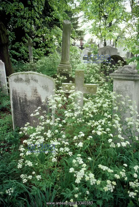 : Plants - in cemetry : Plants - in cemetry