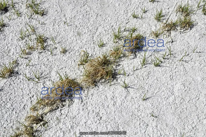 : Plants growing in alkali soil : Plants growing in alkali soil