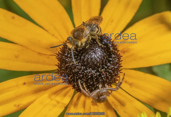 : A Plasterer Bee, probably Davies Colletes, Coll : A Plasterer Bee, probably Davies Colletes, Coll