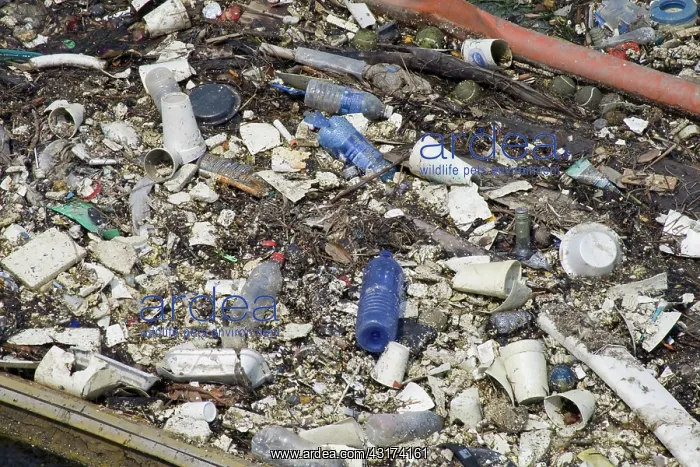 : Plastic debris, Los Cerritos Channel : Plastic debris, Los Cerritos Channel