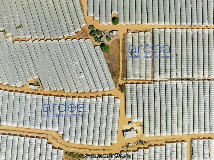 : Plastic greenhouses with strawberry cultivations : Plastic greenhouses with strawberry cultivations