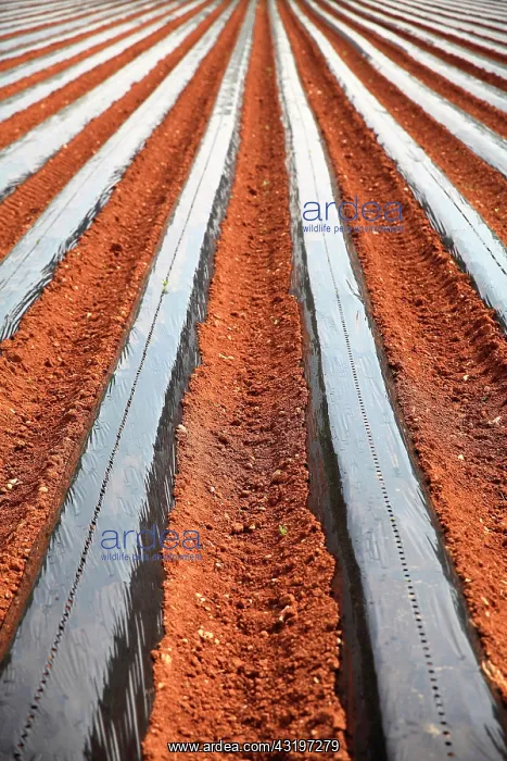 : Plastic mulch, field in Provence, France : Plastic mulch, field in Provence, France